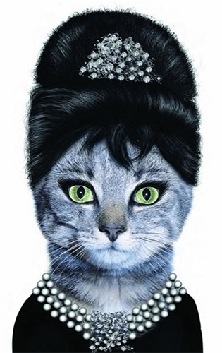 24 Cat Star